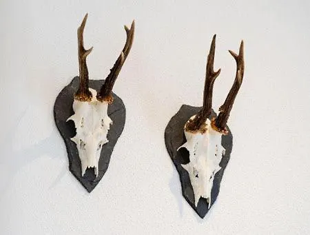 Weinrebe Verbandsgemeinde Bernkastel-Kues