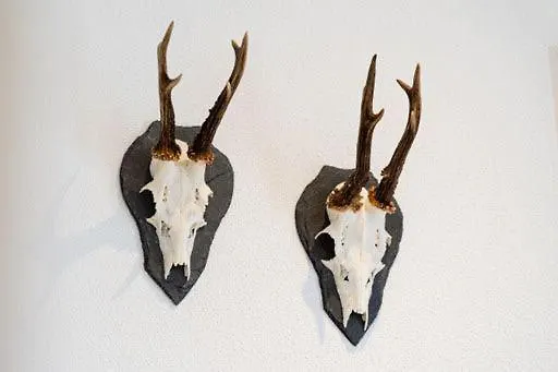 Weinrebe ברנקסטל - קיס